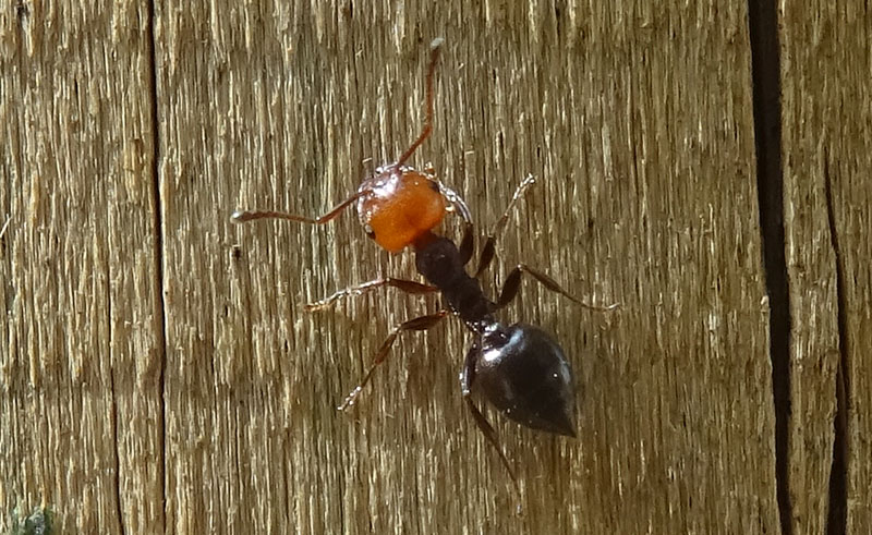 Crematogaster scutellaris - Formicidae